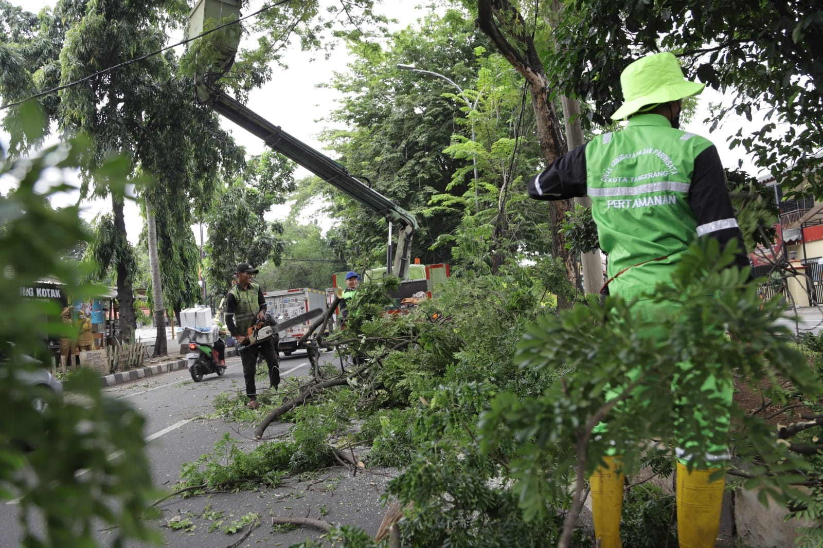 Ada 33 Ribu Pohon Pelindung di Kota Tangerang, Ini Titik yang Rawan Tumbang