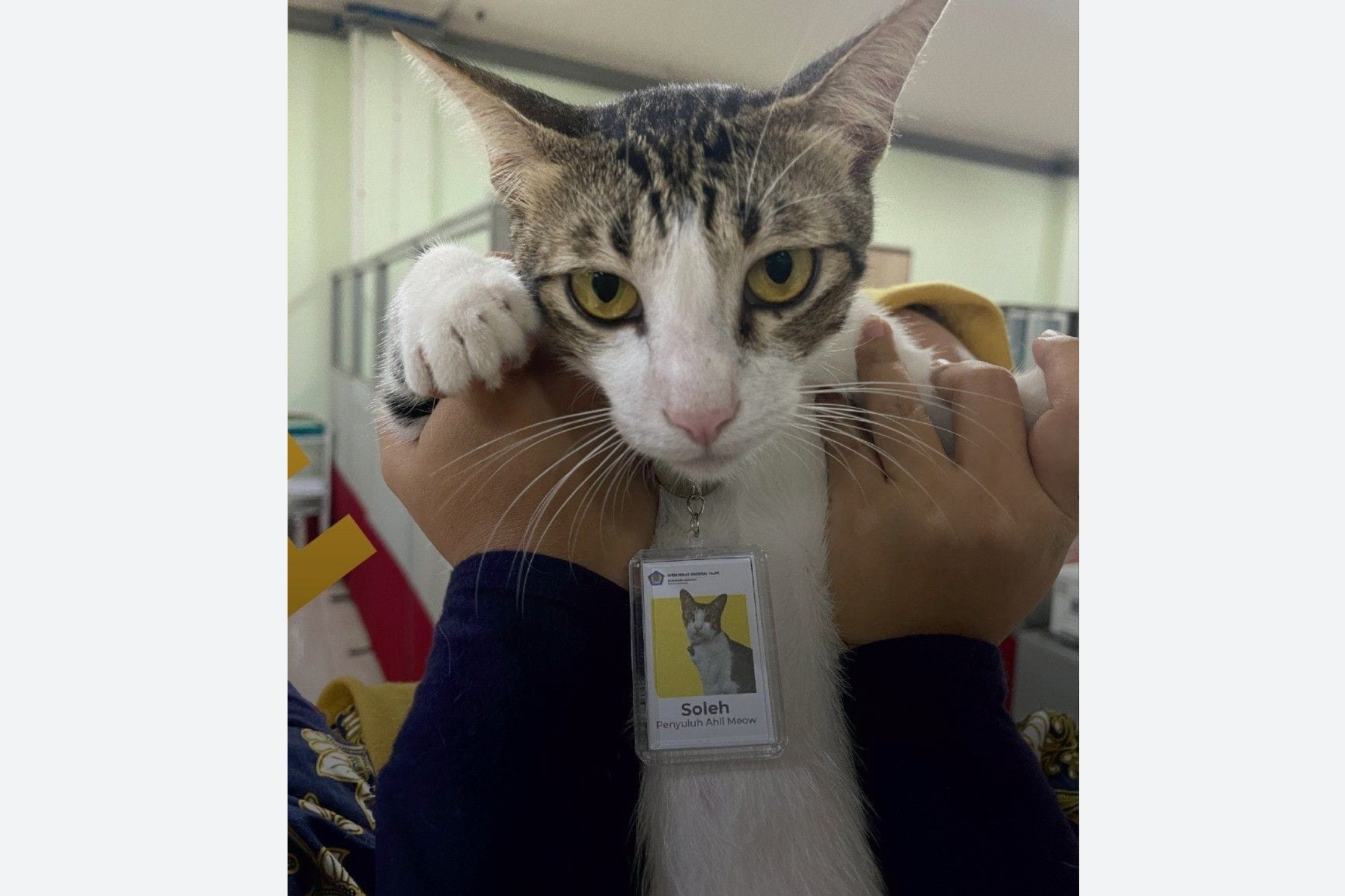 Soleh, Kucing yang Diangkat Jadi PNS di Kantor Pajak Serpong Tangsel