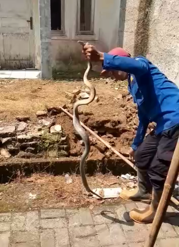 Jangan Panik Ketika Digigit King Cobra, Lakukan Rangkaian Pertolongan Pertama Ini