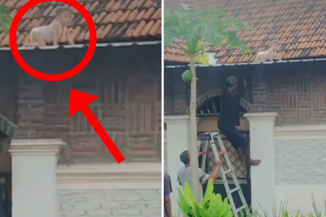 Bak Spiderman, Bayi Merangkak di Atap Genting Viral di Media Sosial
