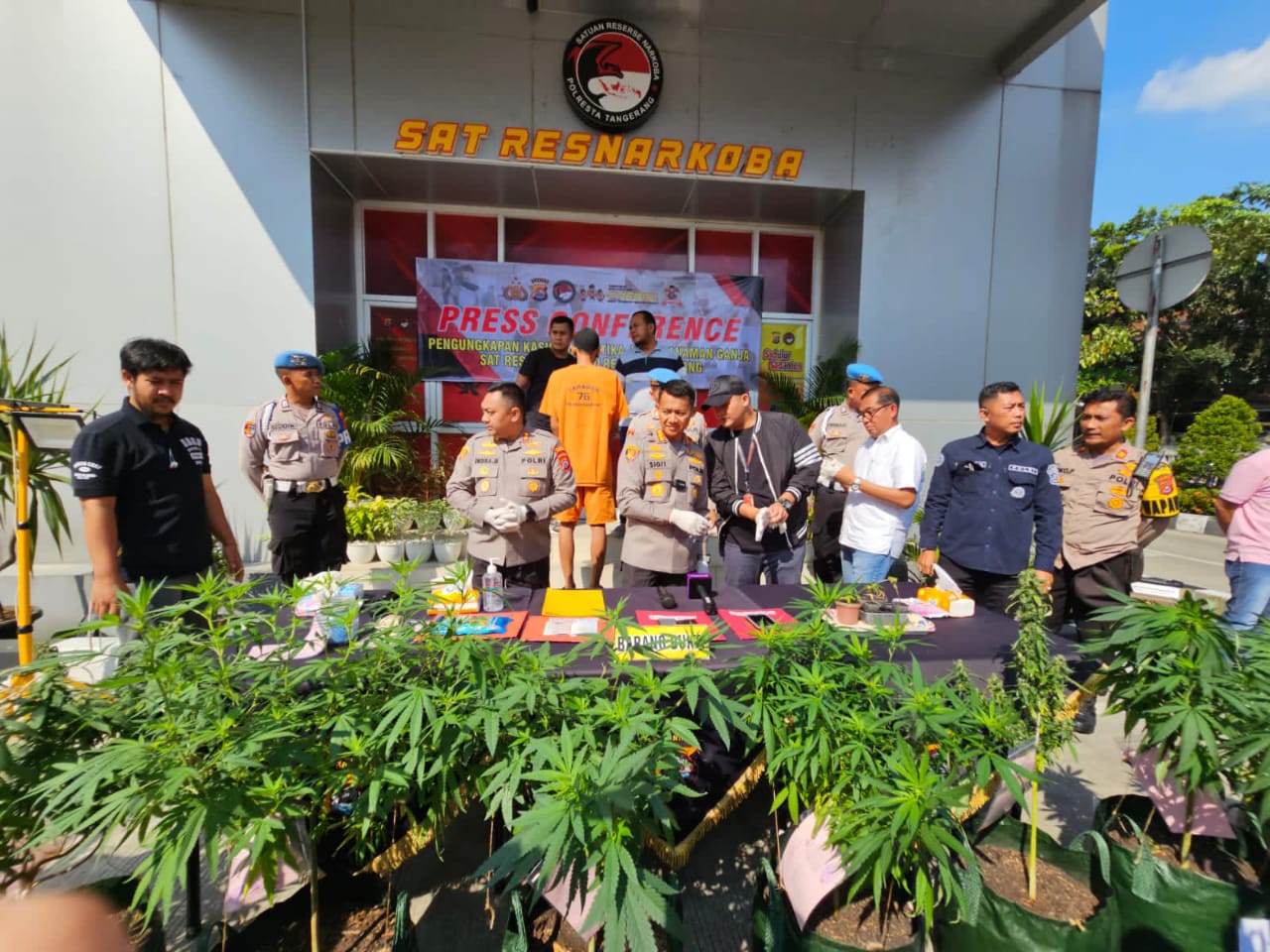 Fotografer Ini Tanam Ganja Dalam Rumah di Sindang Jaya Tangerang, Belum Panen Sudah Diciduk Polisi